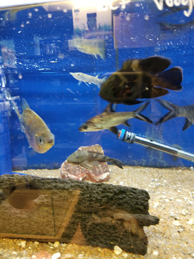 Tropical Fish Store «Aquatic Wildlife Co», reviews and photos, 70 Buckland Rd, South Windsor, CT 06074, USA