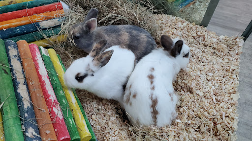 Pet Store «Incredible Pets Inc», reviews and photos, 2255 N Wickham Rd # 102, Melbourne, FL 32935, USA