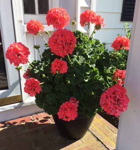 Garden Center «Seasons of New England Gardens & Gifts», reviews and photos, 479 Warwick Ave, Warwick, RI 02888, USA