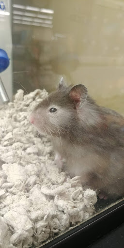 Pet Supply Store «Petco Animal Supplies», reviews and photos, 545 W Prien Lake Rd, Lake Charles, LA 70601, USA