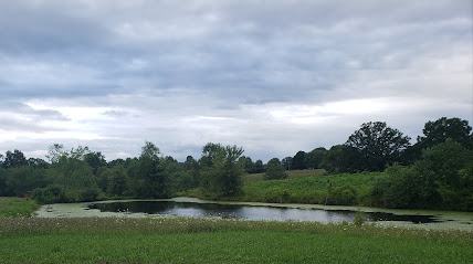 Little House by the Pond