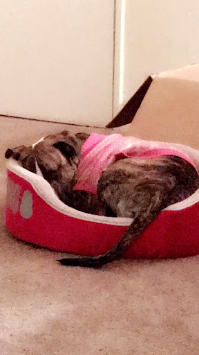 Pet Supply Store «PetSmart», reviews and photos, 220 Commerce Blvd, Fairless Hills, PA 19030, USA