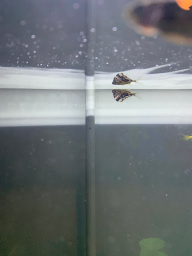 Pet Store «Pet Junction», reviews and photos, 146 NH-108, Dover, NH 03820, USA