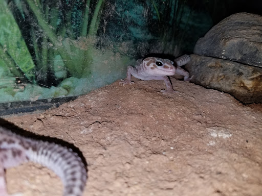 Pet Store «Paws Natural Pet Emporium», reviews and photos, 8551 W Gage Blvd, Kennewick, WA 99336, USA