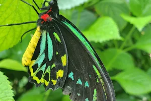 Butterfly Habitat image