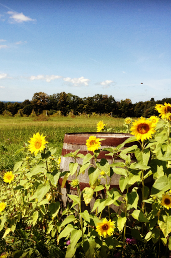 Winery «Chateau Dusseau», reviews and photos, 5292 Erron Hill Rd, Locke, NY 13092, USA