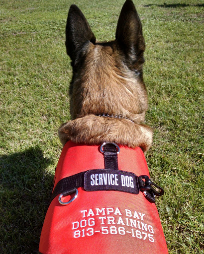 Tampa Bay Dog Training LLC