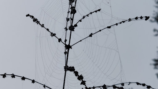 Park «Kapok Park», reviews and photos, 2950 Glen Oak Ave N, Clearwater, FL 33759, USA