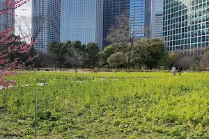 Flower Field image