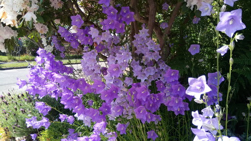 Park «Kirke Park», reviews and photos, 7028 9th Ave NW, Seattle, WA 98117, USA