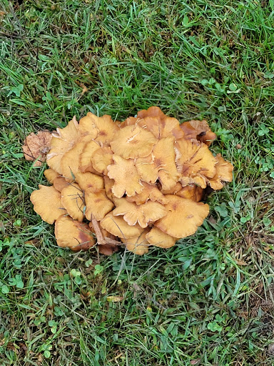 Park «Thrall Park», reviews and photos, 42-21 Grove St, Middletown, NY 10940, USA