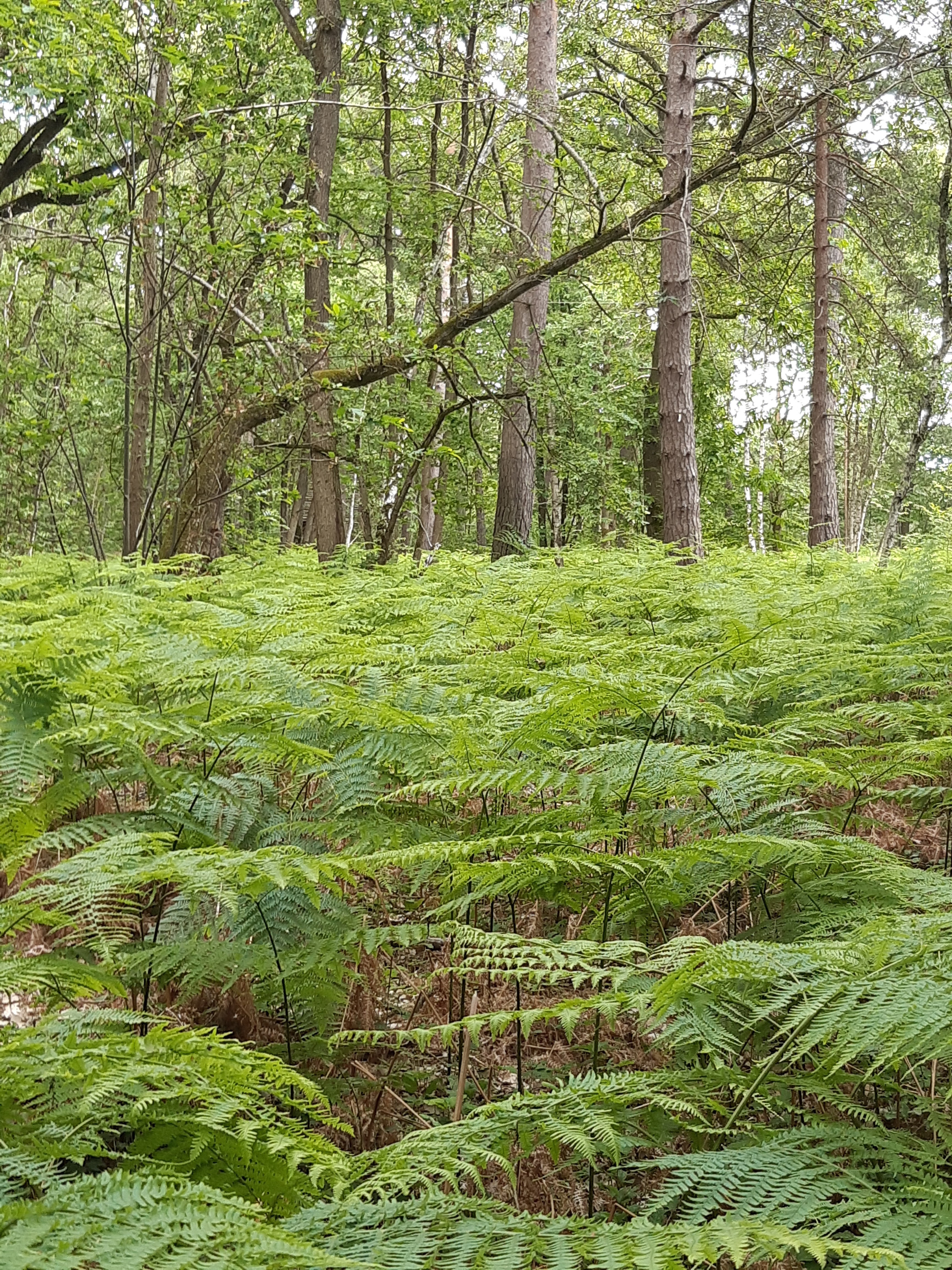Photo n° 2 de l'avis de Armelle.a fait le 16/06/2019 à 16:10