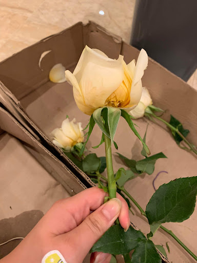 Florist «Potomac Wholesaler», reviews and photos, 2403 Linden Ln, Silver Spring, MD 20910, USA