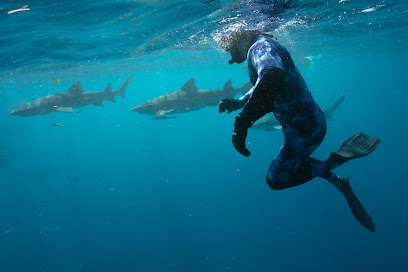 Shark Safari Shark Diving