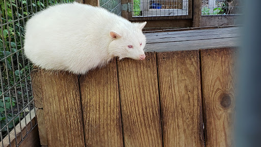 Zoo «Trowbridge Creek Zoo», reviews and photos, 50622 Co Rd 17, Vergas, MN 56587, USA