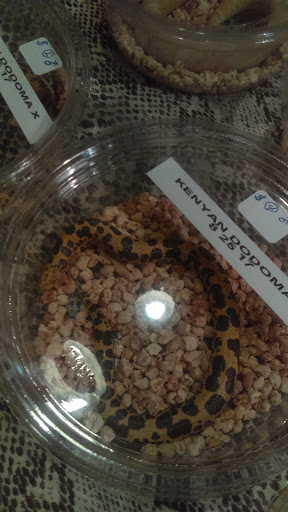 Reptile Store «Cleveland Reptile Show», reviews and photos, 17250 Hummel Rd, Brook Park, OH 44142, USA