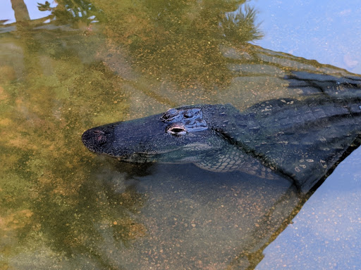 Sightseeing Tour Agency «Jungle Queen Riverboat», reviews and photos, 801 Seabreeze Blvd, Fort Lauderdale, FL 33316, USA