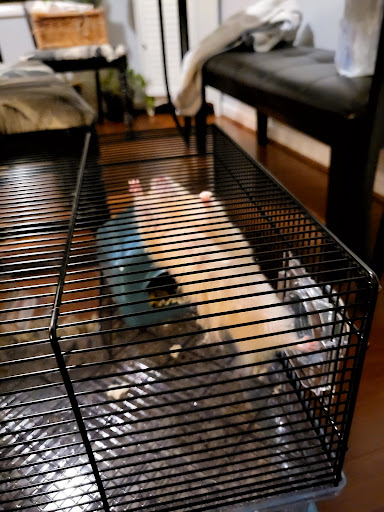 Pet Supply Store «PetSmart», reviews and photos, 4500 Mitchellville Rd, Bowie, MD 20716, USA