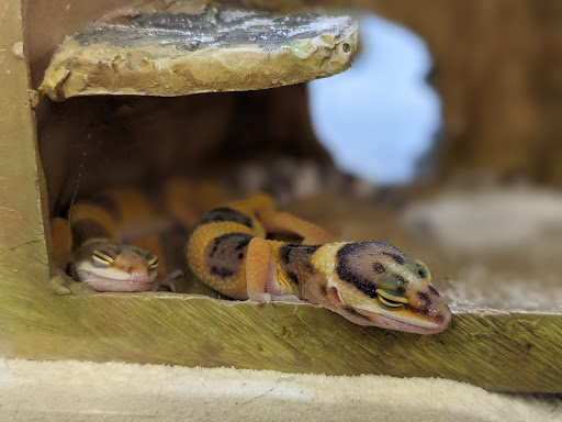 Pet Supply Store «Petco», reviews and photos, 3434 Court St, Pekin, IL 61554, USA