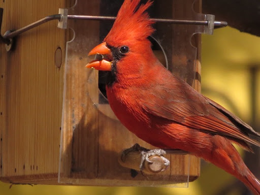 Wild Bird Store