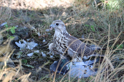 Les ailes d'arduinna à Cornay