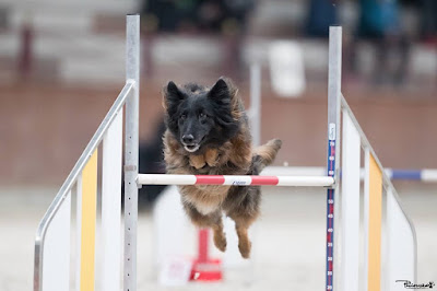 Agility Dog Training à Auby