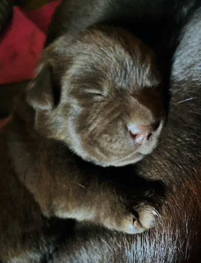 Élevage Bordeleau Labrador
