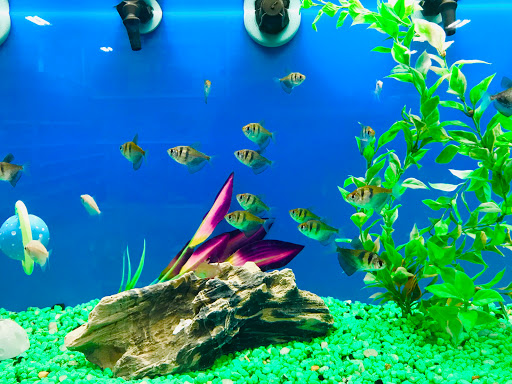 Pet Supply Store «PetSmart», reviews and photos, 24 Countryside Plaza, Countryside, IL 60525, USA