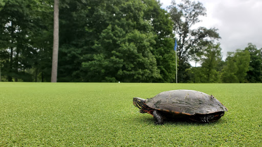 Public Golf Course «Turtle Creek Golf Course», reviews and photos, 6545 US-36, Greenville, OH 45331, USA