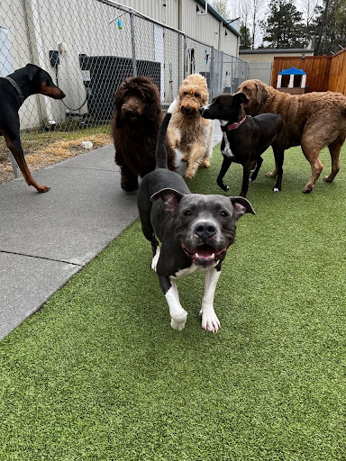 Pawadise - Your Pet's Paradise