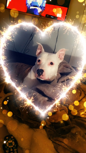 Pet Supply Store «Pet Supplies Plus», reviews and photos, 3120 NJ-35, Hazlet, NJ 07730, USA