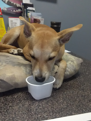 Critter Fixer Veterinary Hospital