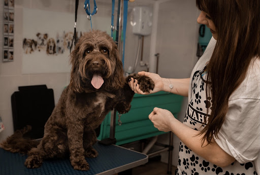 Dog washing Stockport