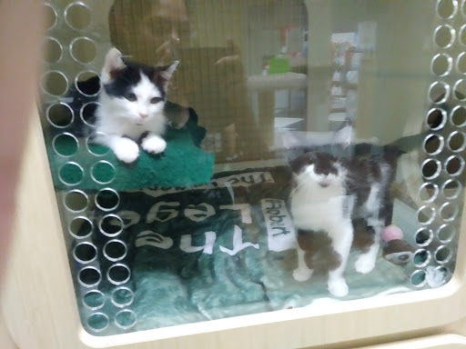 Pet Supply Store «Petco Animal Supplies», reviews and photos, 403 N 8th St, West Dundee, IL 60118, USA