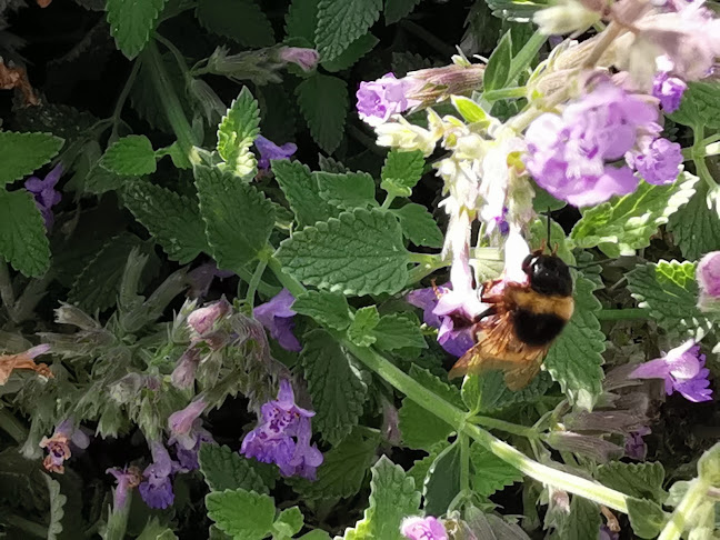 Rezensionen über Wild Garden SAGL in Mendrisio - Gartenbauer