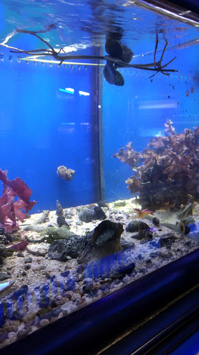 Tropical Fish Store «Austin Aqua-Dome», reviews and photos, 1604 Fortview Rd, Austin, TX 78704, USA