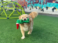 Riley's Doggie Daycare - Photo 7 - Car repair in Los Angeles, CA, East Los Angeles