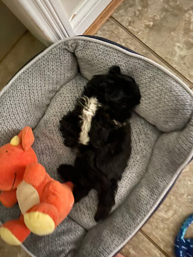 Pet Store «Petland», reviews and photos, 5470 Dixie Hwy, Fairfield, OH 45014, USA