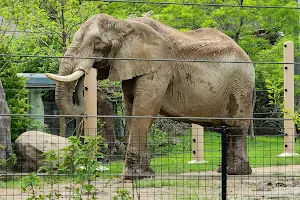 Cleveland Zoological Society image