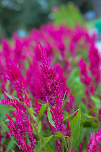 Florist «Harriets Flowers», reviews and photos, 226 College Ave W, Ruskin, FL 33570, USA