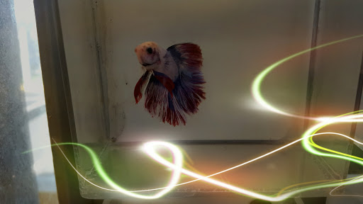 Pet Store «Mike Pet Center LLC», reviews and photos, 133 NJ-35, Neptune City, NJ 07753, USA