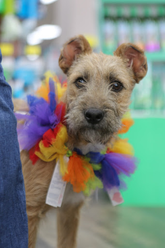 Pet Supply Store «Pet Supermarket», reviews and photos, 13420 Preston Rd, Dallas, TX 75240, USA