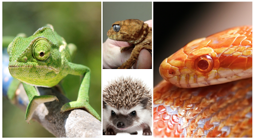 Pet Store «Wildside Pets», reviews and photos, 1042 N Higley Rd #105, Mesa, AZ 85205, USA