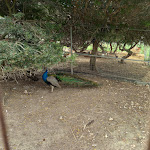 Photo n°21 de l'avis de Sergio.F. fait le 02/04/2024 à 19:33 sur le  Agriturismo Fattoria su Grabiolu à Siamanna