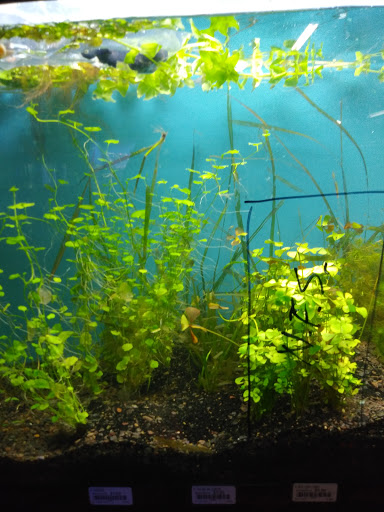 Pet Store «Animal Instincts Aquarium and Pet Center», reviews and photos, 811 Plymouth Ave, Fall River, MA 02721, USA