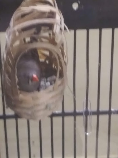 Pet Supply Store «Petco Animal Supplies», reviews and photos, 6720 Fox Centre Pkwy, Gloucester Courthouse, VA 23061, USA