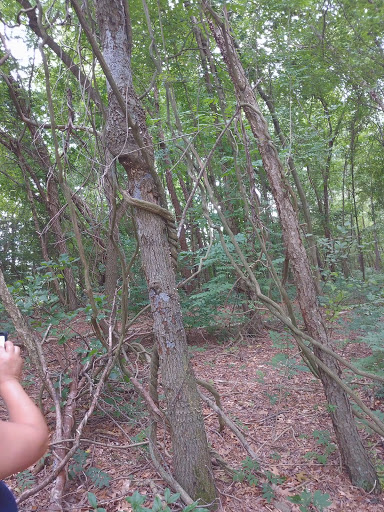 Disc Golf Course «South Vineland Disc Golf Course- Crystal Lake», reviews and photos, W Elmer Rd, Vineland, NJ 08360, USA