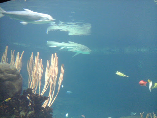 Gift Shop «Minnesota Zoo Gift Shop», reviews and photos, 13000 Zoo Blvd, Apple Valley, MN 55124, USA