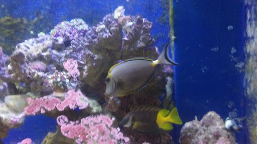 Tropical Fish Store «Fintastic Aquariums», reviews and photos, 3305 NW Main Ave, Jensen Beach, FL 34957, USA