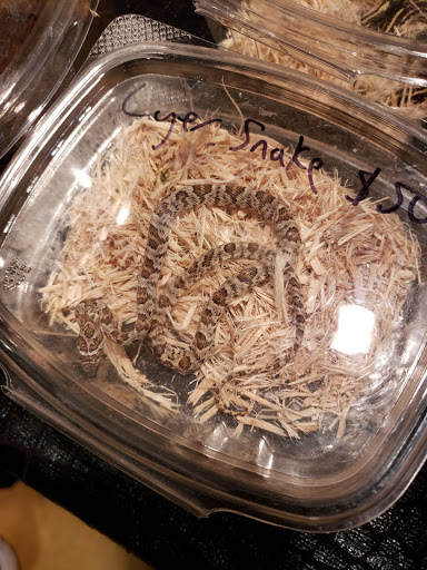 Reptile Store «Cleveland Reptile Show», reviews and photos, 17250 Hummel Rd, Brook Park, OH 44142, USA